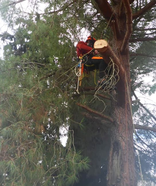 Técnicas de Arborismo en Salamanca