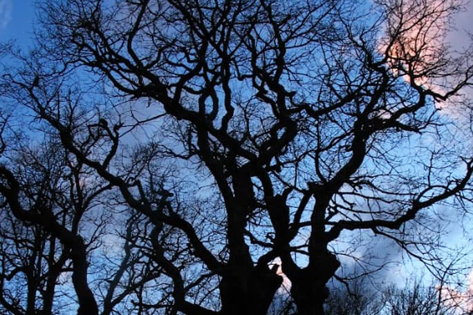 Poda de limpieza en Salamanca