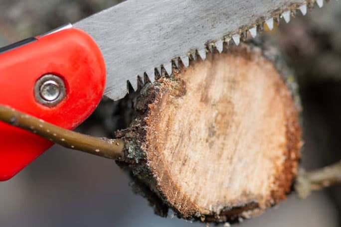 Podas de restauración en Salamanca