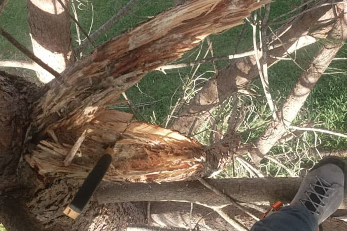 Podas de seguridad en Salamanca