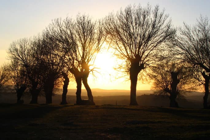 Reducción de copa de árbol en Salamanca