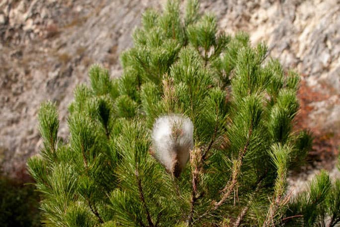 Retirada de bolsones de procesionaria